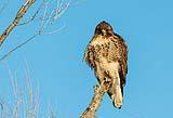 Red Shoulder Hawk Bosque NM Dec 2020